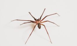 bagnino morso da ragno violino