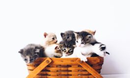 gatti scomparsi Cogne