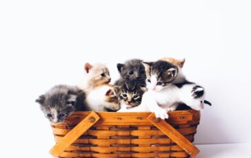 gatti scomparsi Cogne