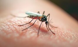 zanzara west nile come riconoscerla