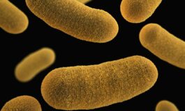 batterio mangia-carne