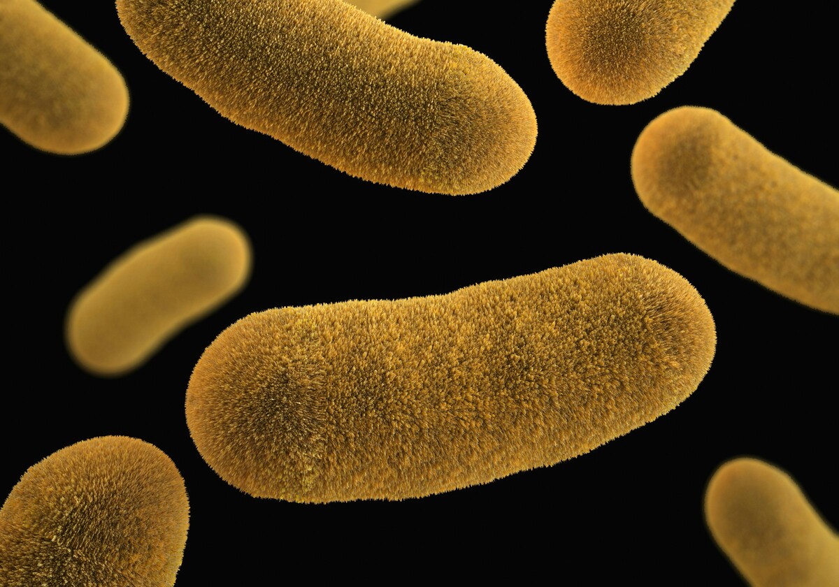 Usa, è allerta per il batterio "mangia-carne": casi e decessi in aumento