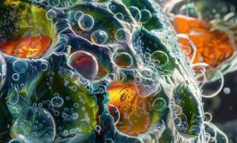 featured 2651156 265x160