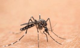 featured 2653004 265x160