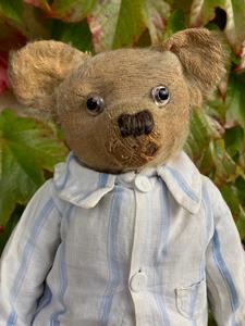 "A Teddy Bear serve un nuovo look". L'appello della scienza per peluche eco-maestri