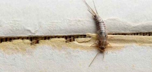 Pesciolini d’argento: come riconoscerli e tenerli lontani da casa