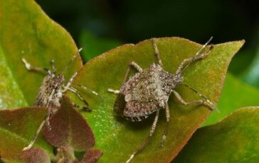 Cimici in casa e in giardino: come allontanarle con i rimedi naturali