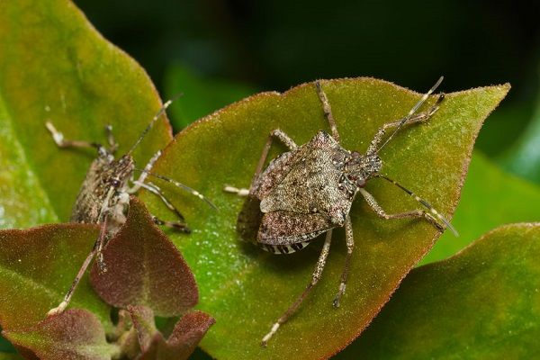 Cimici in casa e in giardino: come allontanarle con i rimedi naturali