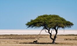 incendio parco naturale africa
