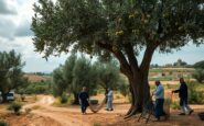 attacchi israeliani in cisgiordania impatti sulla raccolta delle olive 1761416735