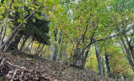 elisabetta bottinelli e1761205888301 265x160