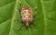 cimice asiatica