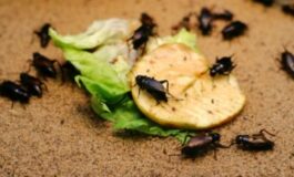 Insetti autunnali in casa: quali sono e come allontanarli con i rimedi naturali