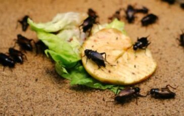 Insetti autunnali in casa: quali sono e come allontanarli con i rimedi naturali