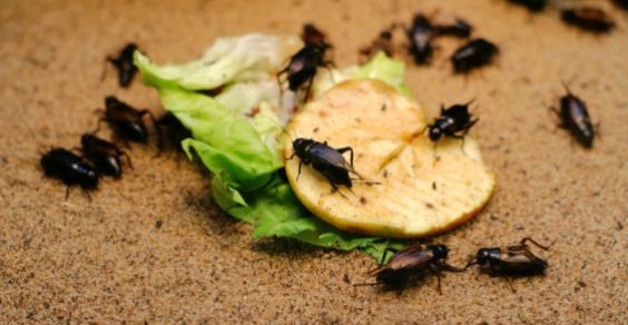 Insetti autunnali in casa: quali sono e come allontanarli con i rimedi naturali
