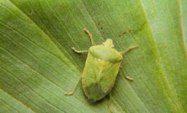 Cimici verdi in casa: perché la infestano e come allontanarle