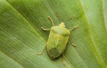 Cimici verdi in casa: perché la infestano e come allontanarle