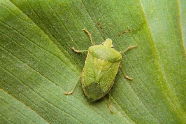 Cimici verdi in casa: perché la infestano e come allontanarle