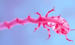 featured 2945155 265x160