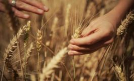 featured 2971765 265x160