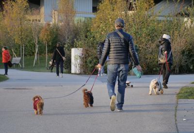 Cani, tumori cerebrali e artrosi: cura innovativa con staminali