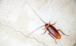 Blatte in casa: come riconoscerle e allontanarle con i rimedi naturali