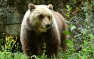 orso grizzly canada