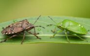 Cimici verdi e marroni: differenze e come eliminarle