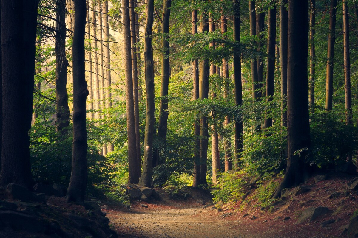 Famiglia nel bosco, a un passo dalla svolta? I coniugi verso il sì a una casa gratis