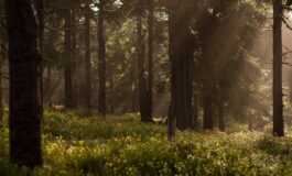 famiglia nel bosco salvini