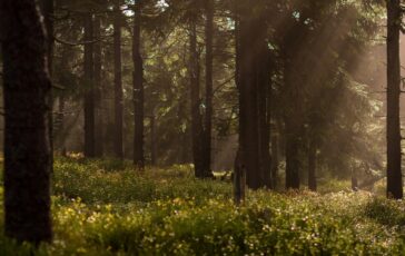 famiglia nel bosco salvini
