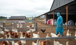 influenza aviaria in europa aumento dei contagi e strategie di sicurezza efficaci 1764208022 265x160