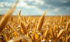 Gallette di mais ritirate per rischio di micotossine