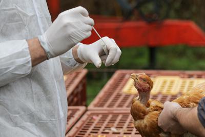 Aviaria, Bassetti: "Sarà prossima pandemia, si tratta solo di stabilire quando accadrà"
