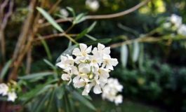 featured 3174902 265x160