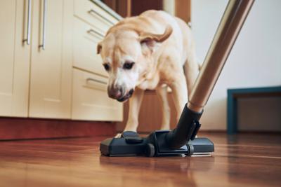 Pulizie di casa? 1 gatto su 3 si nasconde per la paura, i cani sono molto più coraggiosi