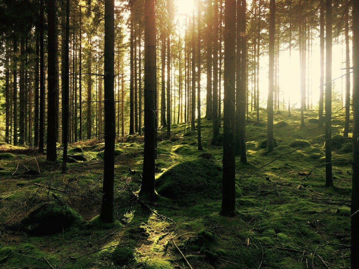 Famiglia nel bosco: ecco la relazione dei servizi sociali sui tre bambini