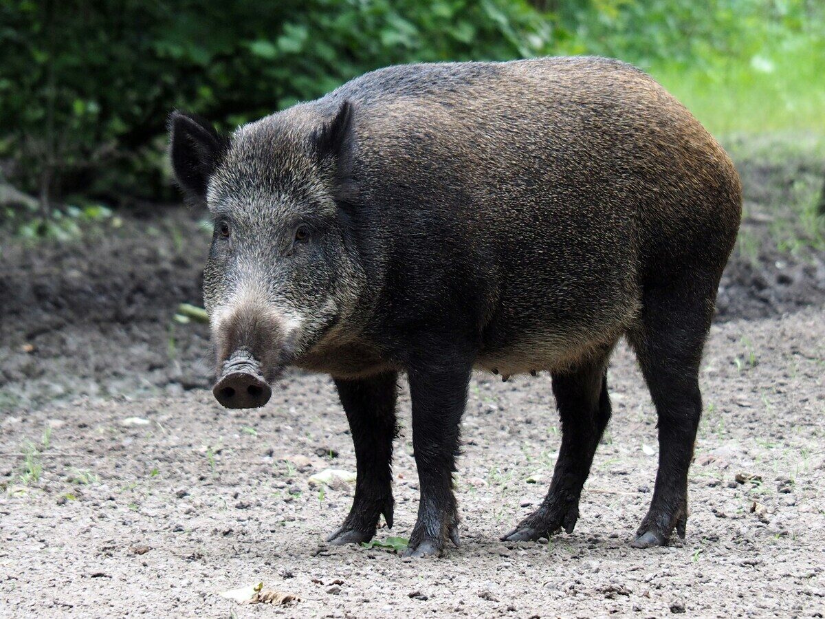 Aggredito da un cinghiale durante una battuta di caccia: morto un pensionato