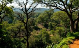 le foreste africane addio al rifugio per il carbonio 1765520817 265x160