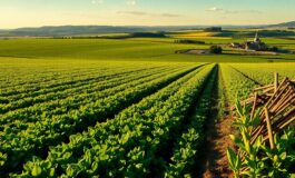 misure di salvaguardia per lagricoltura dellunione europea nellaccordo mercosur 1765895610 265x160