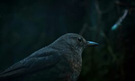 Quando arrivano i giorni più freddi dell’anno e le curiosità dietro la tradizione