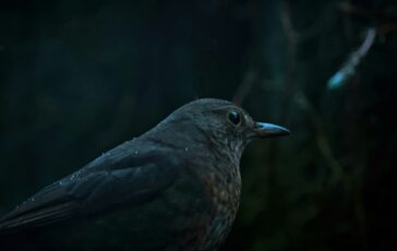 Quando arrivano i giorni più freddi dell’anno e le curiosità dietro la tradizione