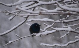 giorni della merla 2026 previsioni