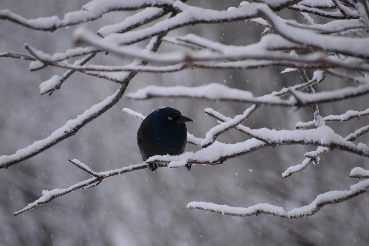 Giorni della Merla, saranno davvero i più freddi del 2026? Le previsioni dicono il contrario