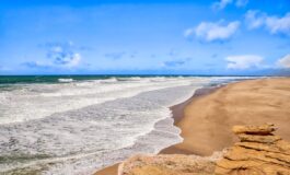 Attacchi squali Australia