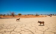 leffetto del cambiamento climatico in africa un viaggio dal kenya al mozambico 1769593210