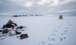 siberia tre membri di una famiglia feriti in un attacco di orso polare un evento scioccante 1767629632 265x160