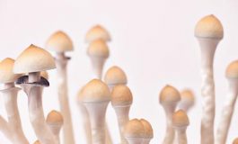 featured 3581419 265x160