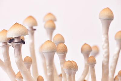 Fungo allucinogeno contro la depressione resistente, trattamento al via in Italia