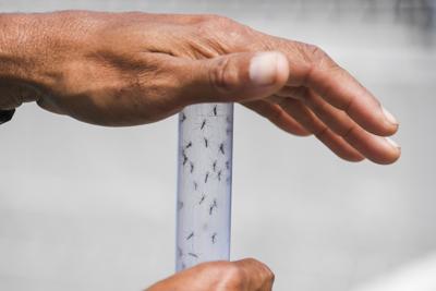 Vaccini: da medici dei viaggi e migrazioni le linee guida per anti-Chikungunya